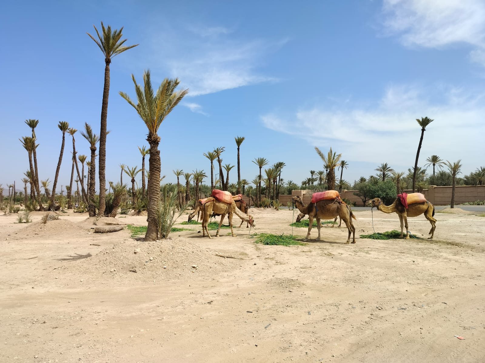Camel Rides